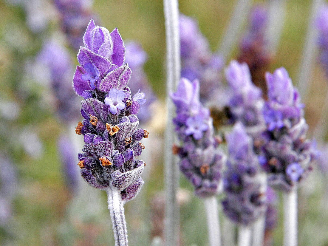 Cele mai rezistente plante pentru grădina ta – Top 5 recomandări