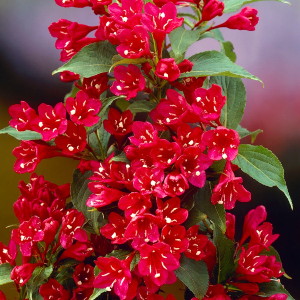 Weigela Red Prince - Weigela Red Prince