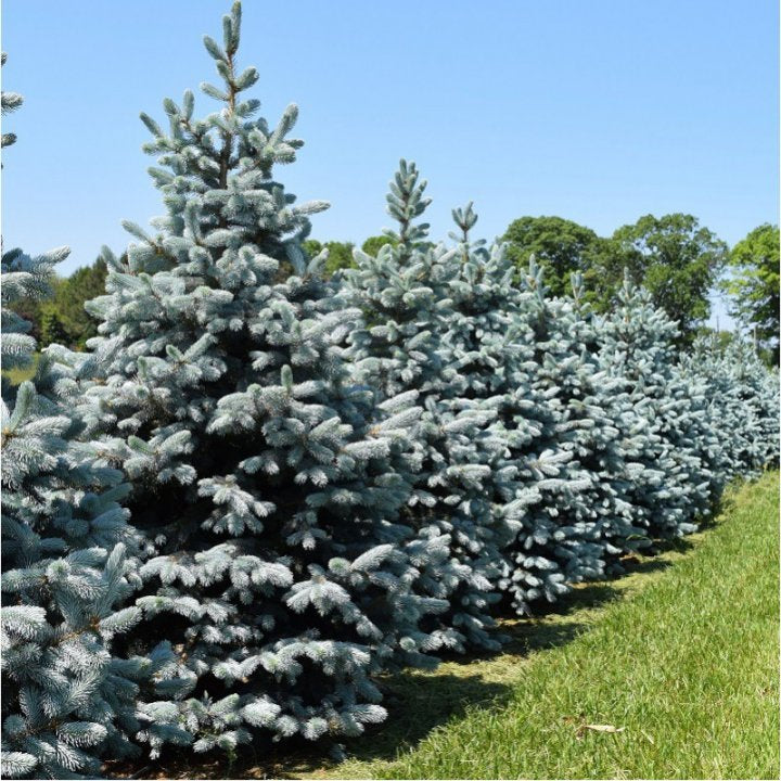 Molid Argintiu Hoopsii - Picea Pungens Hoopsii