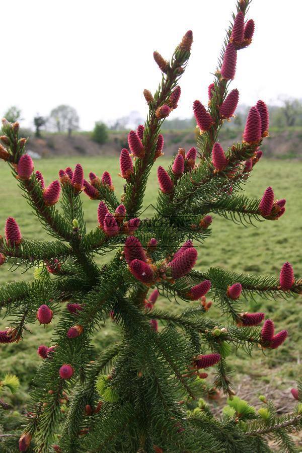 Molid Acrocona - Picea Abies Acrocona