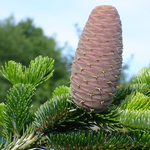 Brad de Craciun Taiat - Abies Nordmanniana (Transport Gratuit)