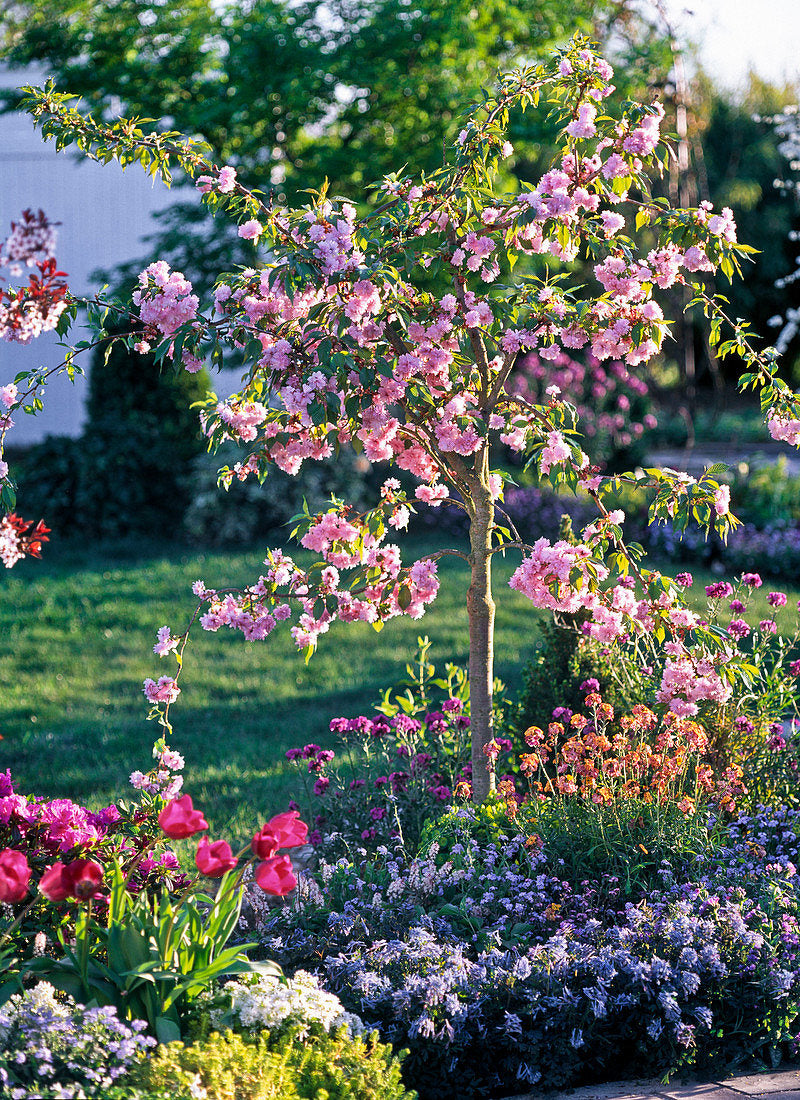 Cireș Japonez Kiku-Shidare-Sakura - Prunus Serr. 'Kiku-Shidare-Sakura' - Pe Picior