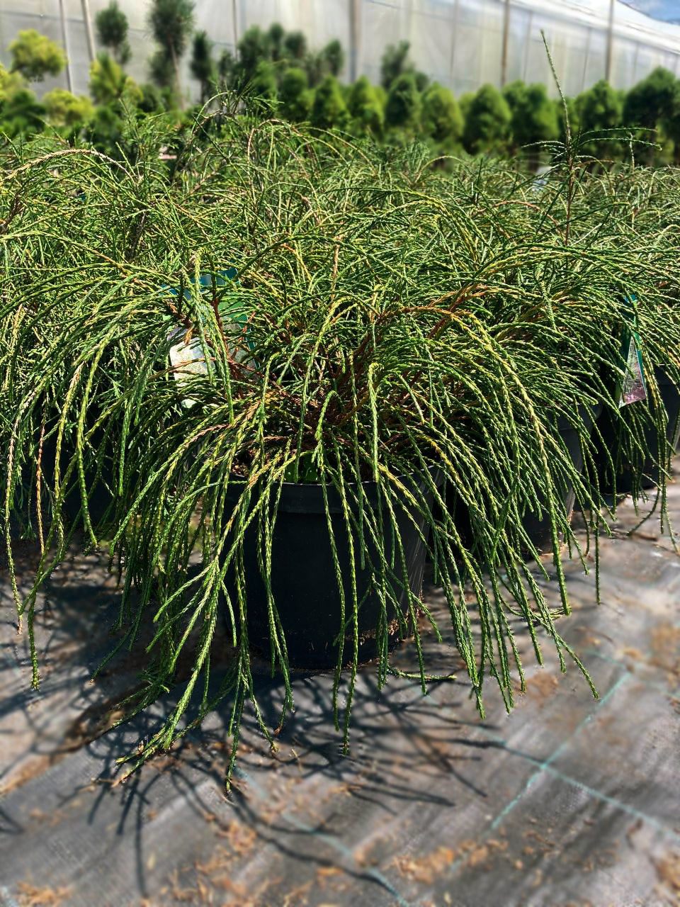 Tuia Whipcord - Thuja Plicata Whipcord