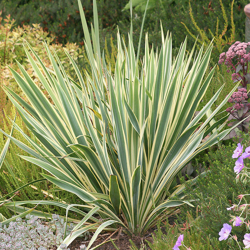 Yucca Filamentosa Variegata - Yucca Filamentosa Variegata