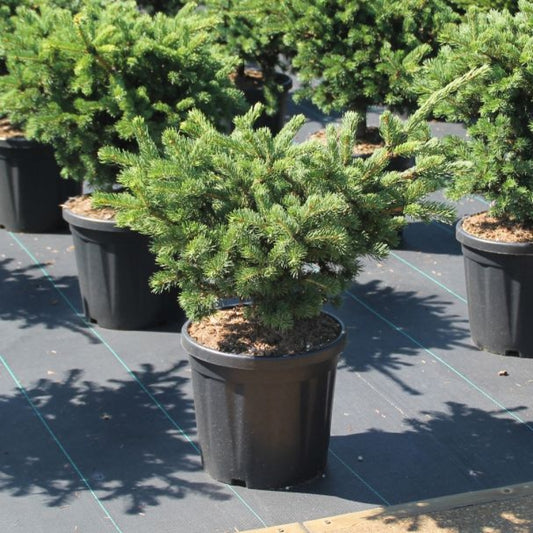 Picea pungens 'Lucky Strike' * (Precomanda)