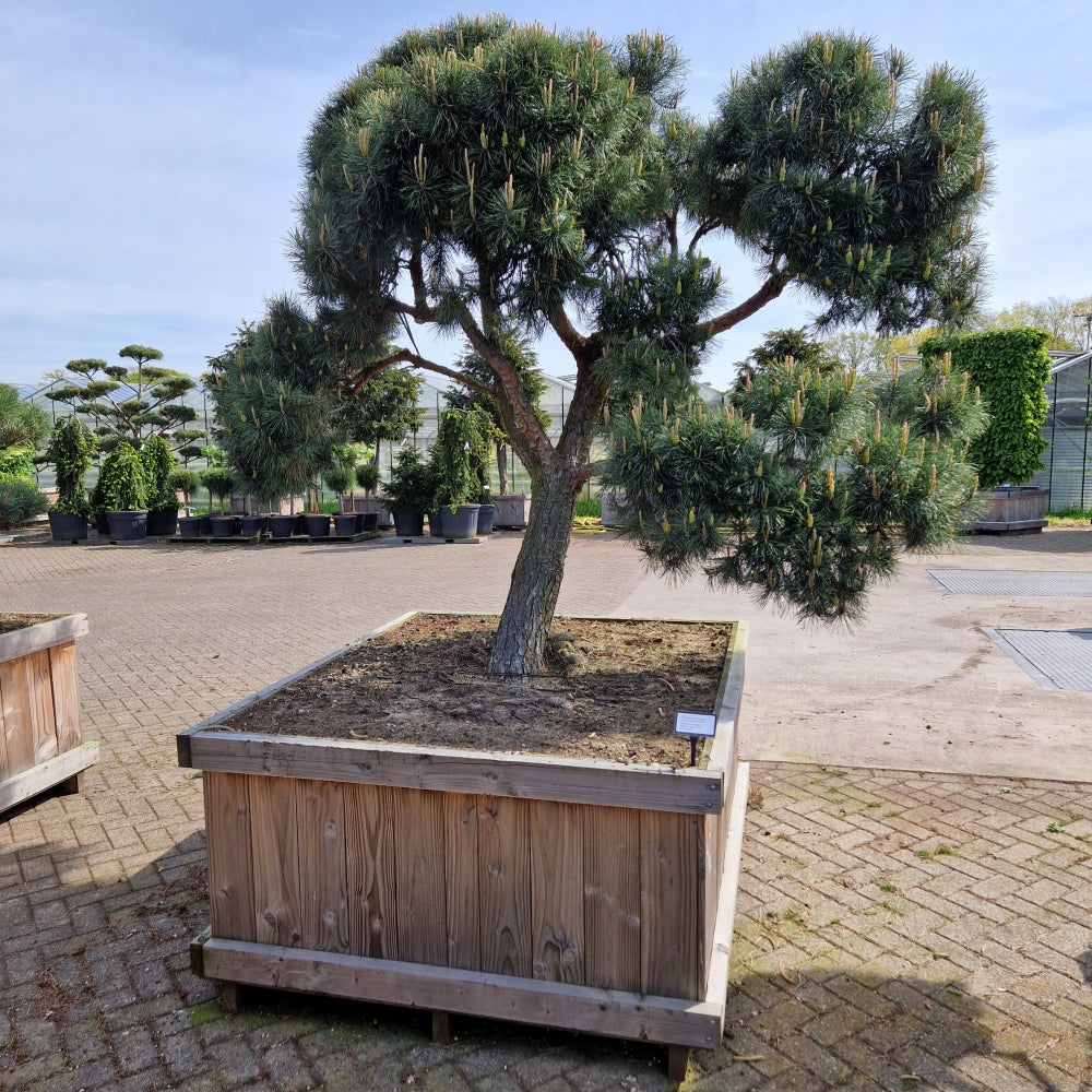 Pinus sylvestris 'Norsky' (Precomanda)