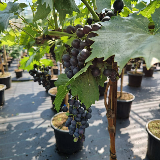 Vitis 'Muscat blue'  blauw (Precomanda)
