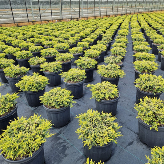 Juniperus comm. 'Goldschatz'  (Precomanda)
