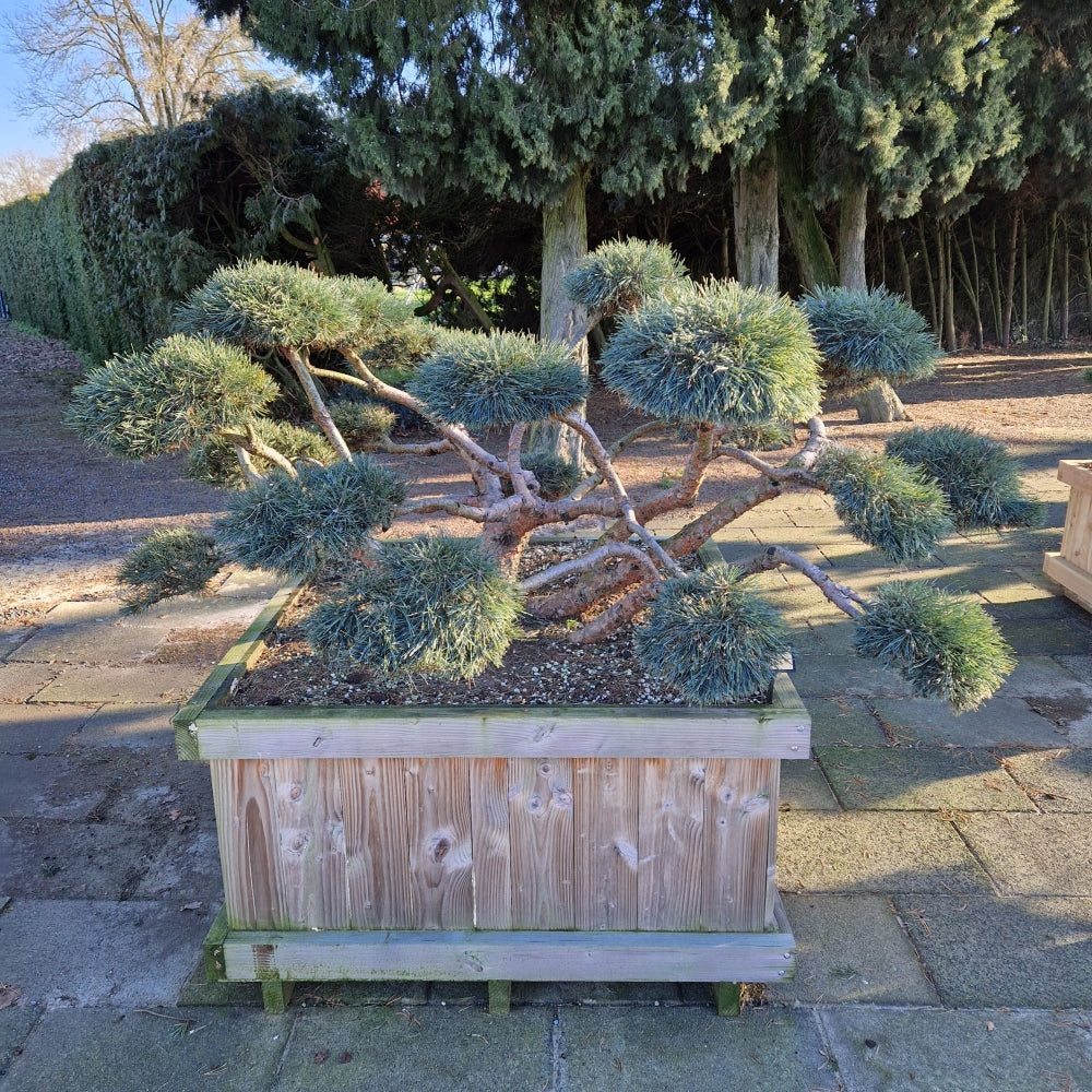 Pinus sylvestris 'Repens' (Precomanda)