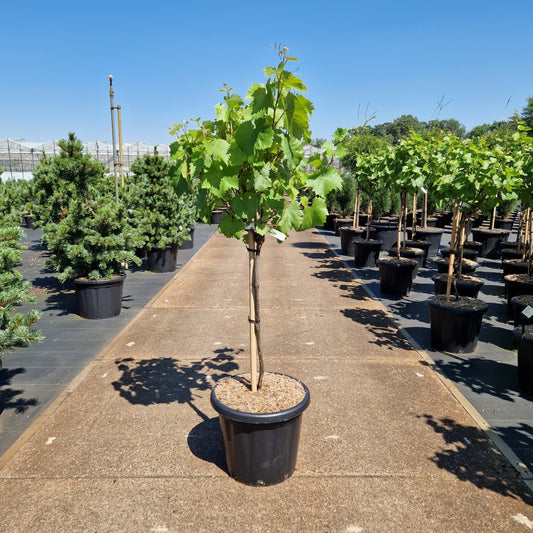 Vitis 'Picurka' (Precomanda)