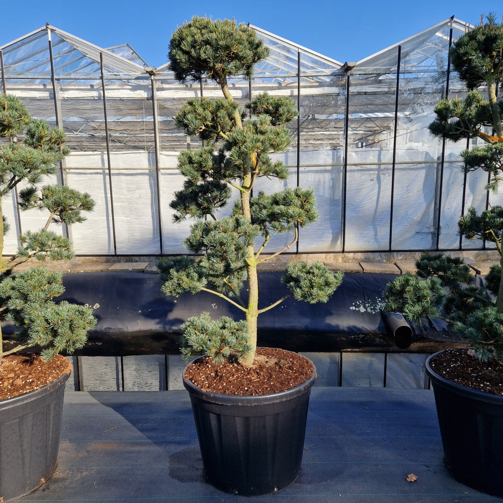 Pinus parviflora 'Saphir' (Precomanda)