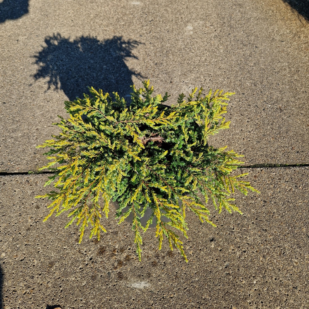 Juniperus comm. 'Goldschatz' (Precomanda)