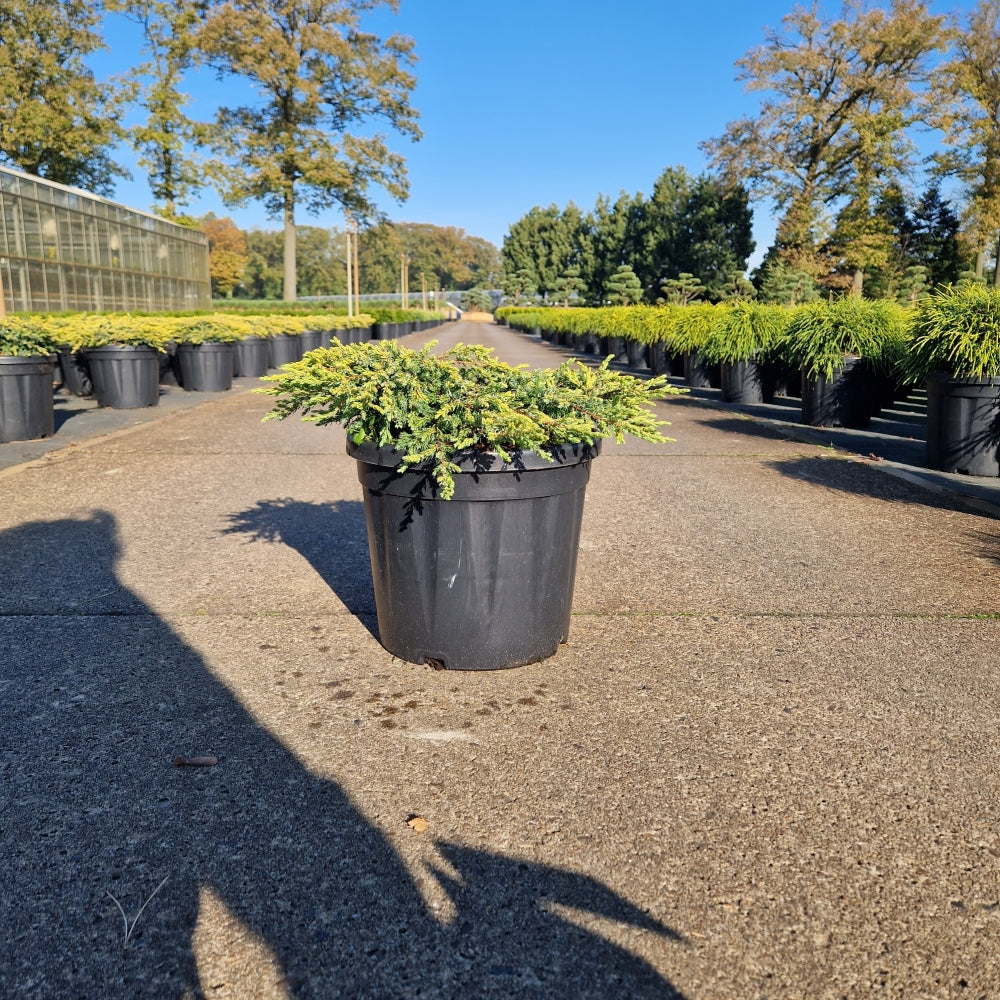 Juniperus comm. 'Goldschatz' (Precomanda)