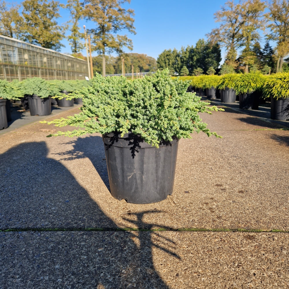 Juniperus procumbens 'Nana' Premium (Precomanda)