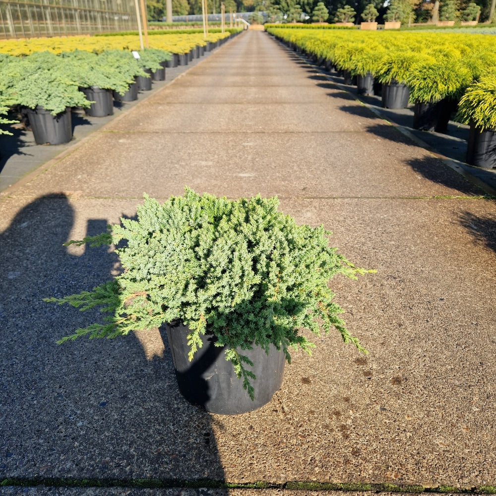 Juniperus procumbens 'Nana' Premium (Precomanda)