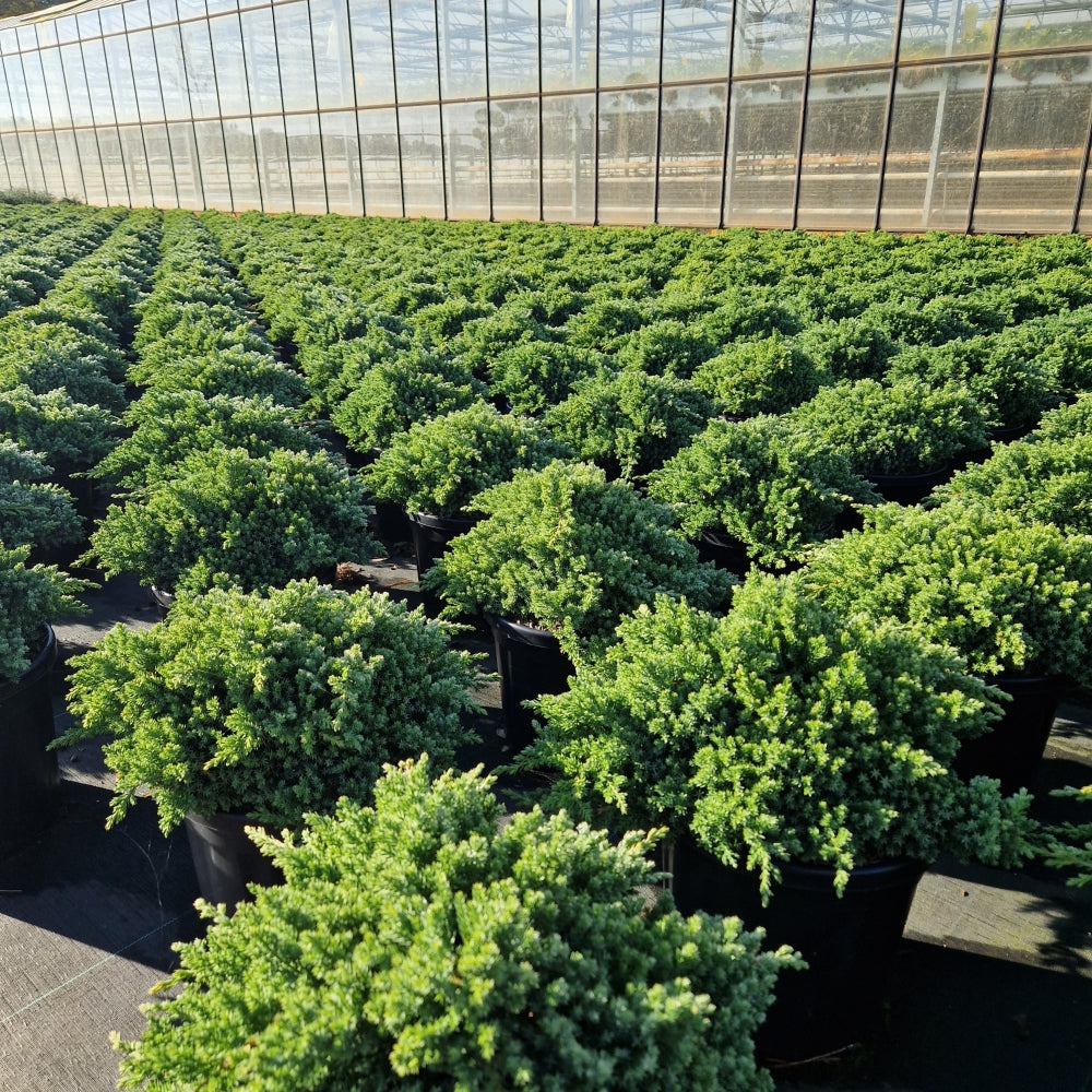 Juniperus procumbens 'Nana' Premium (Precomanda)