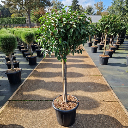 Prunus lusitanica 'Angustifolia (Precomanda)