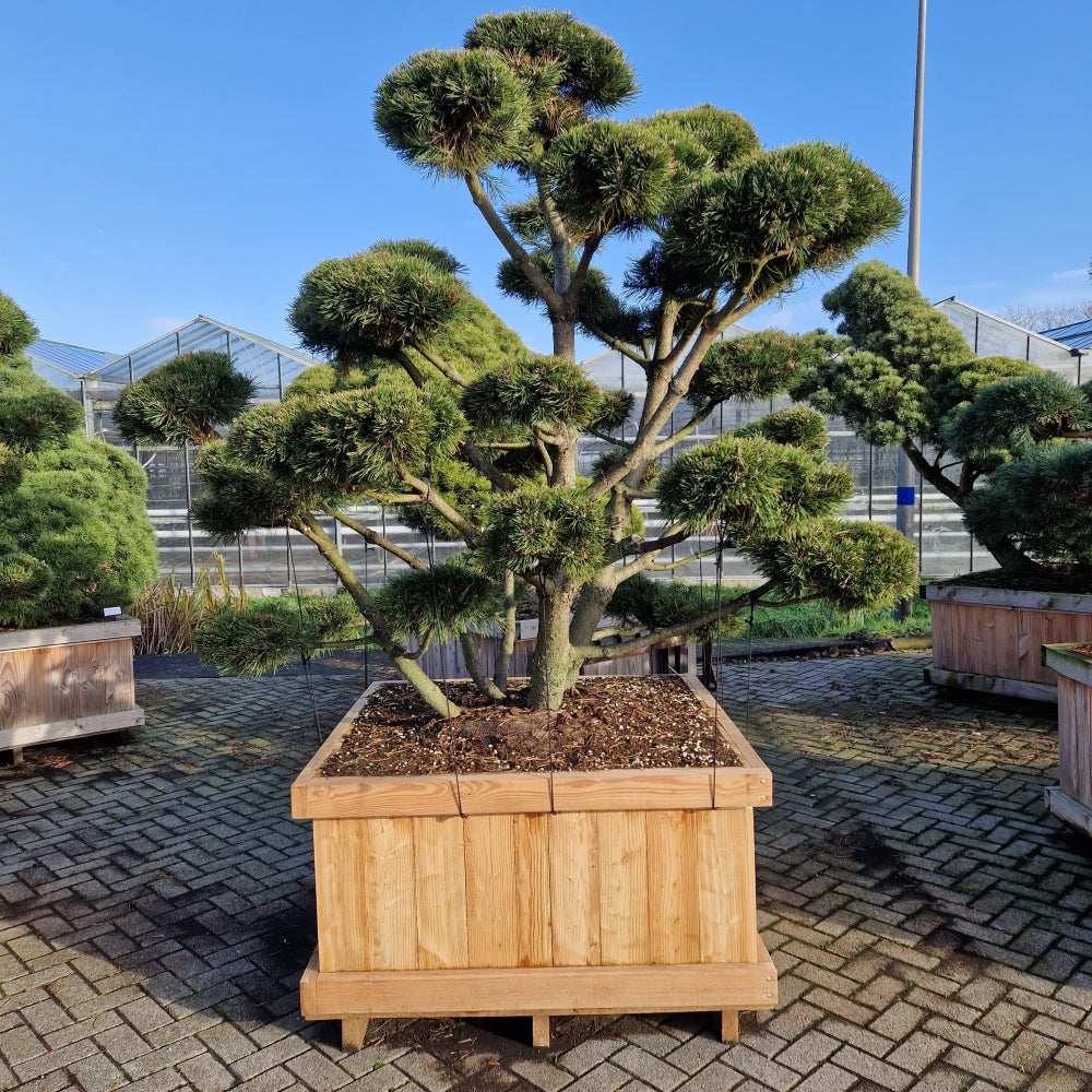 Pinus mugo 'Gnom' (Precomanda)