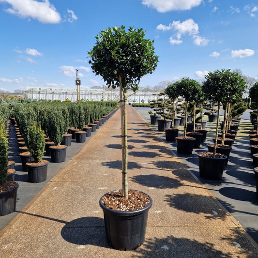 Ilex meserveae 'Blue Maid' - cu picior (Precomanda) (Copy)