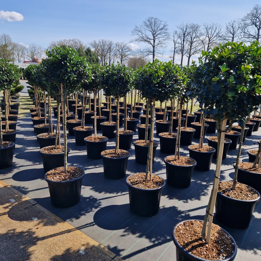 Ilex meserveae 'Blue Maid' - cu picior (Precomanda) (Copy)