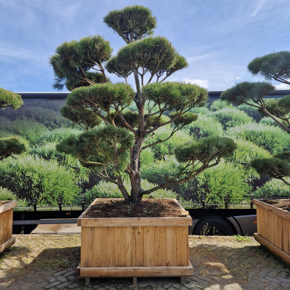 Pinus sylvestris 'Norsky' (Precomanda)
