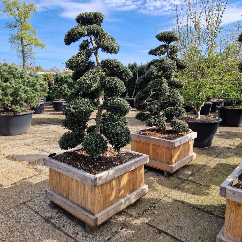 Ilex crenata 'Kimne' (Precomanda)