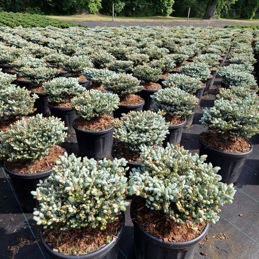 Abies koreana 'Kohout's Icebreaker'® (Precomanda)