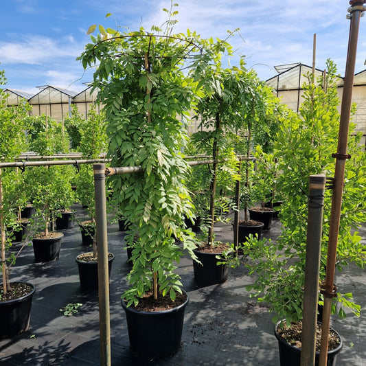 Wisteria sinensis 'Alba' (Precomanda)