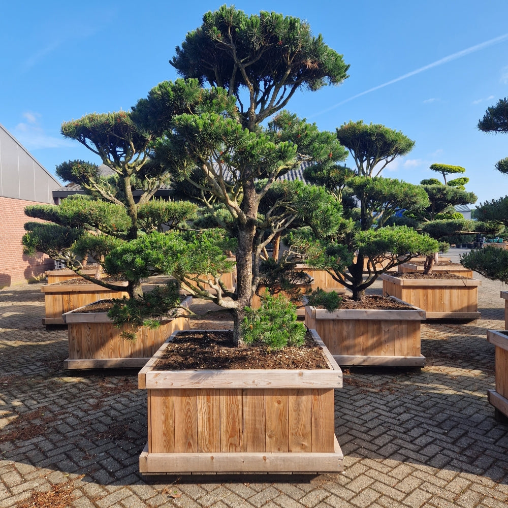 Pinus contorta (Precomanda)