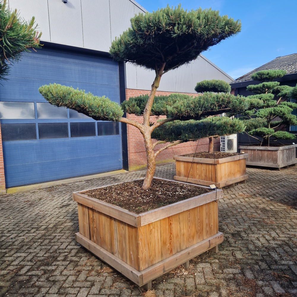 Pinus sylvestris 'Watereri' Nr.9 (Precomanda)