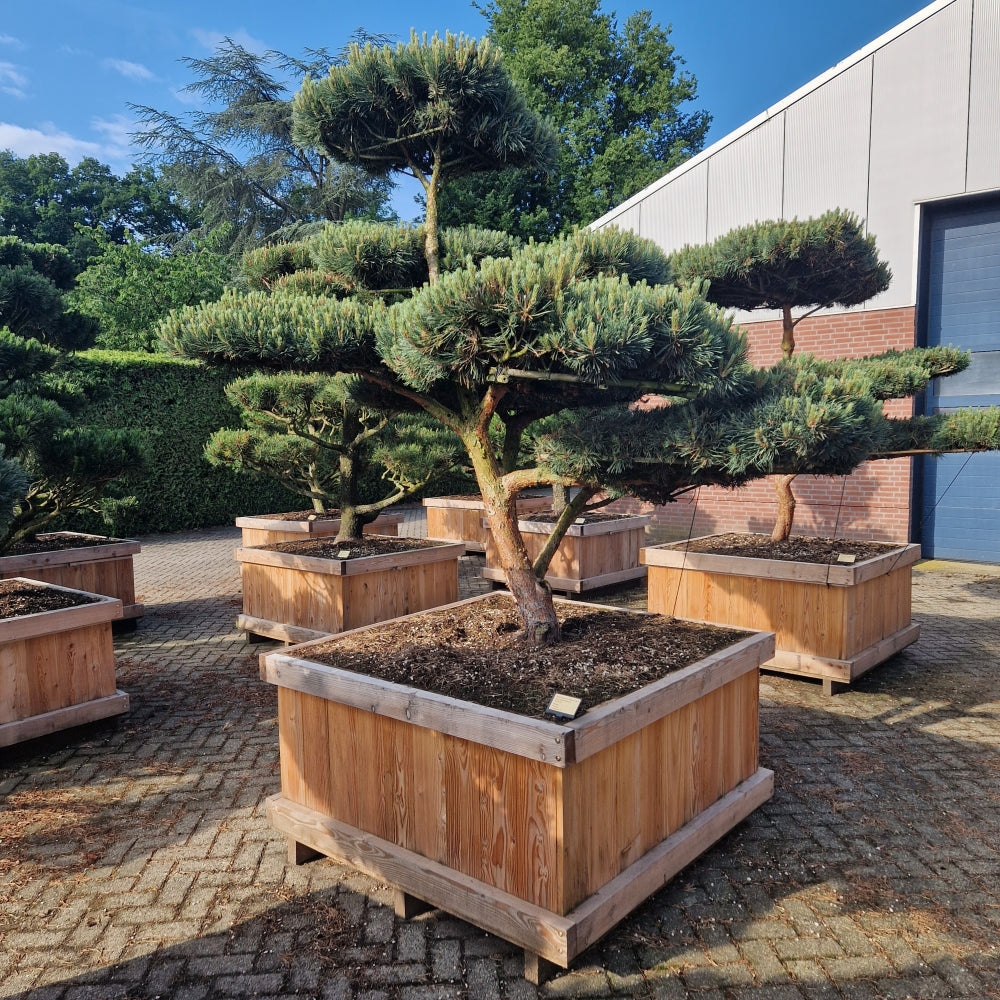 Pinus sylvestris 'Watereri' Nr.7 (Precomanda)