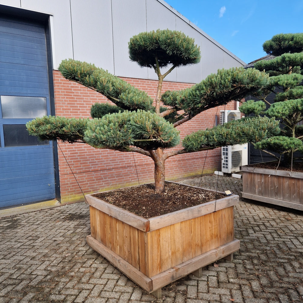 Pinus sylvestris 'Watereri' Nr.5 (Precomanda)
