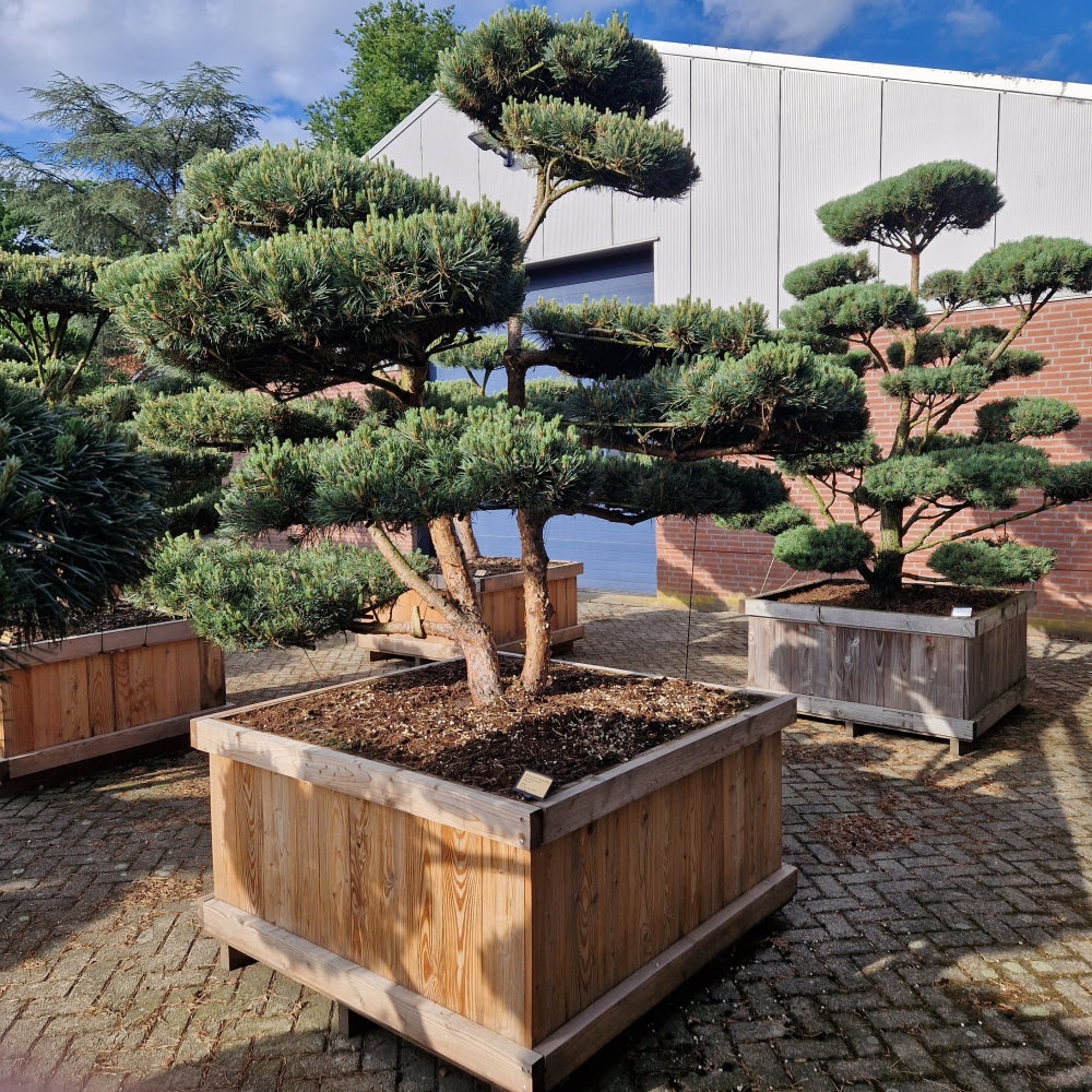 Pinus sylvestris 'Watereri' Nr.2 (Precomanda)