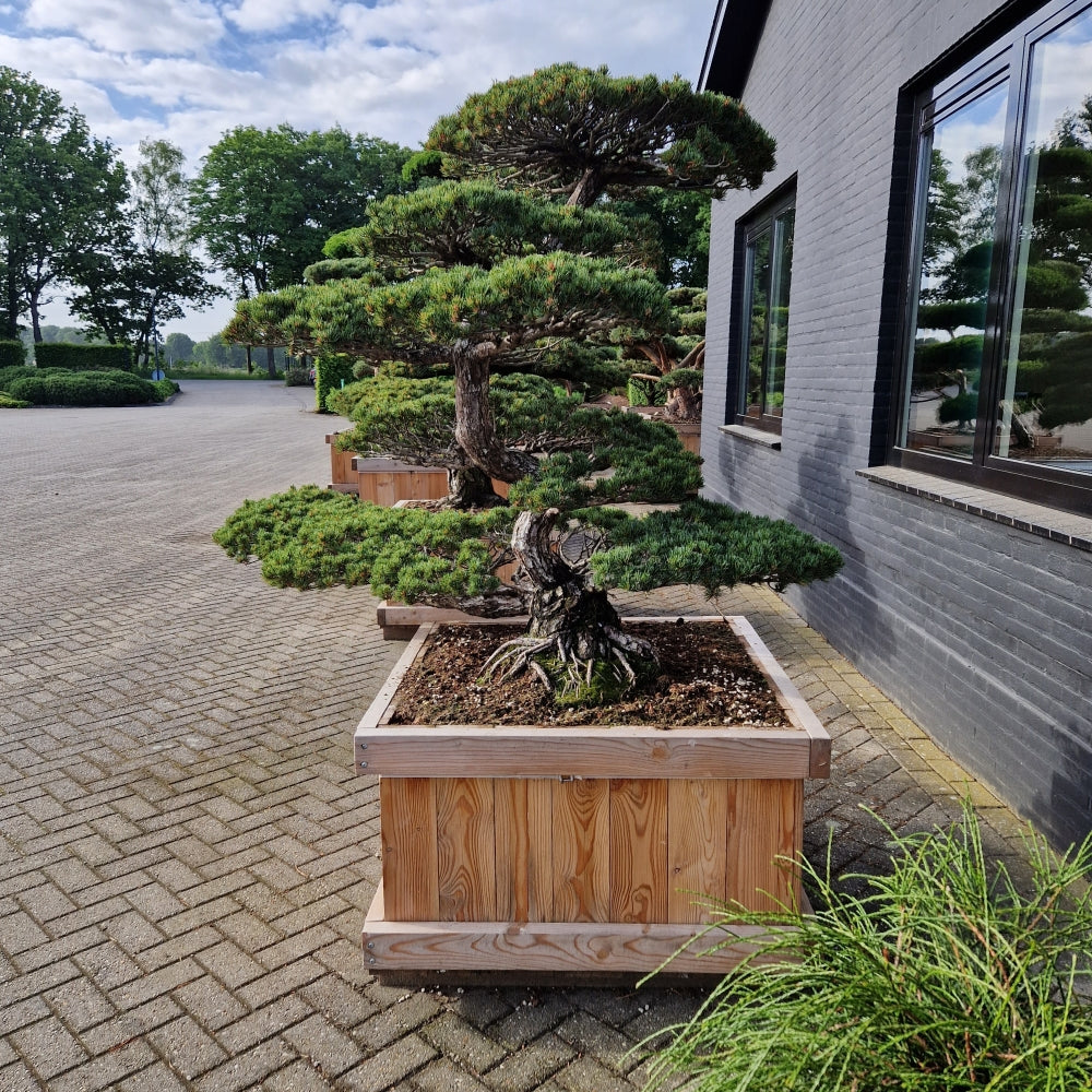 Pinus pentaphylla Nr.1 (Precomanda)