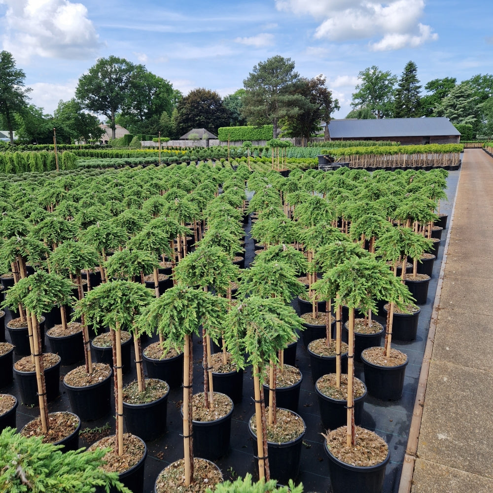 Juniperus comm. 'Green Mantle' pe picior (Precomanda)