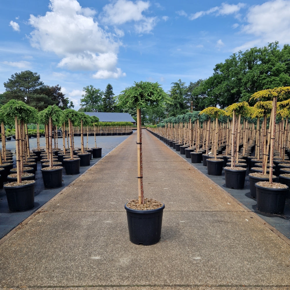Juniperus comm. 'Green Mantle' pe picior (Precomanda)