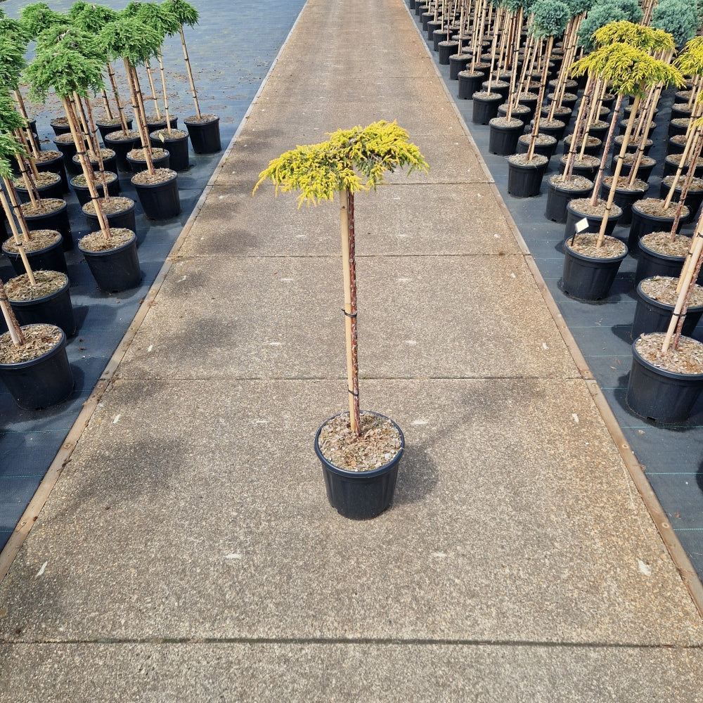 Juniperus comm. 'Goldschatz' pe picior (Precomanda)