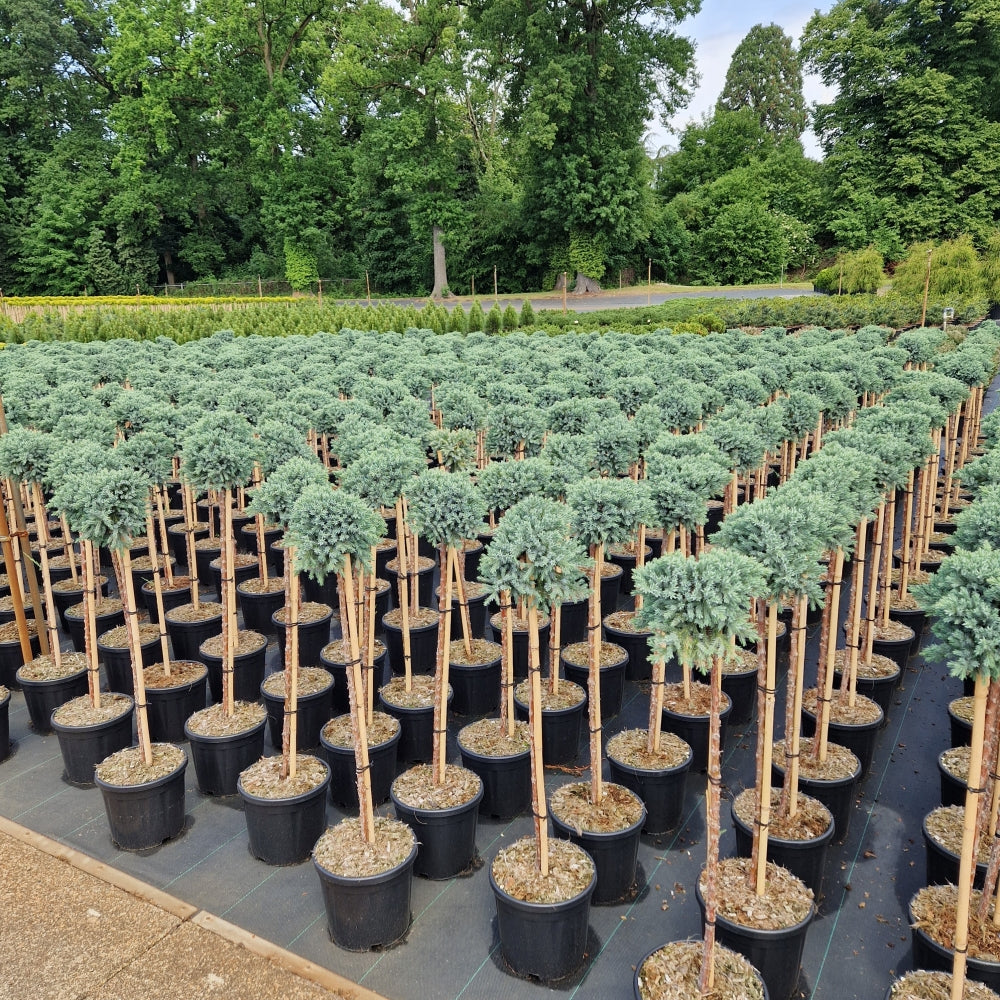 Juniperus squam. 'Blue Star' pe picior (Precomanda)