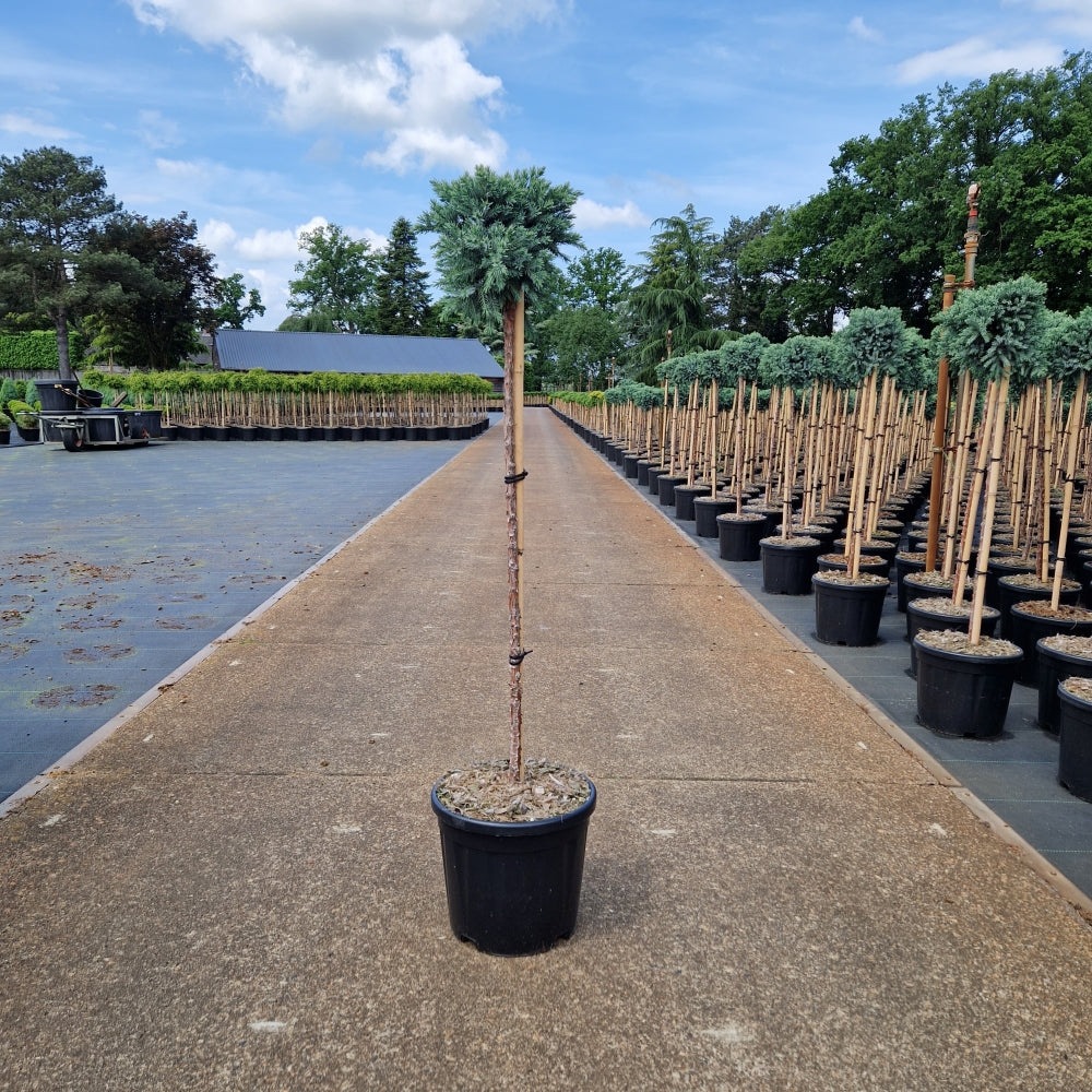 Juniperus squam. 'Blue Star' pe picior (Precomanda)