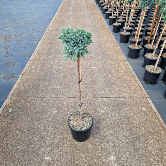 Juniperus squam. 'Blue Star' pe picior (Precomanda)