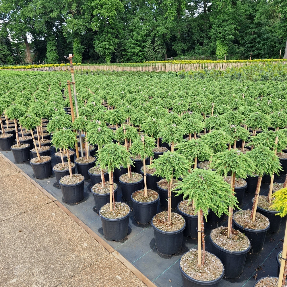 Juniperus comm. 'Green Mantle' pe picior (Precomanda)