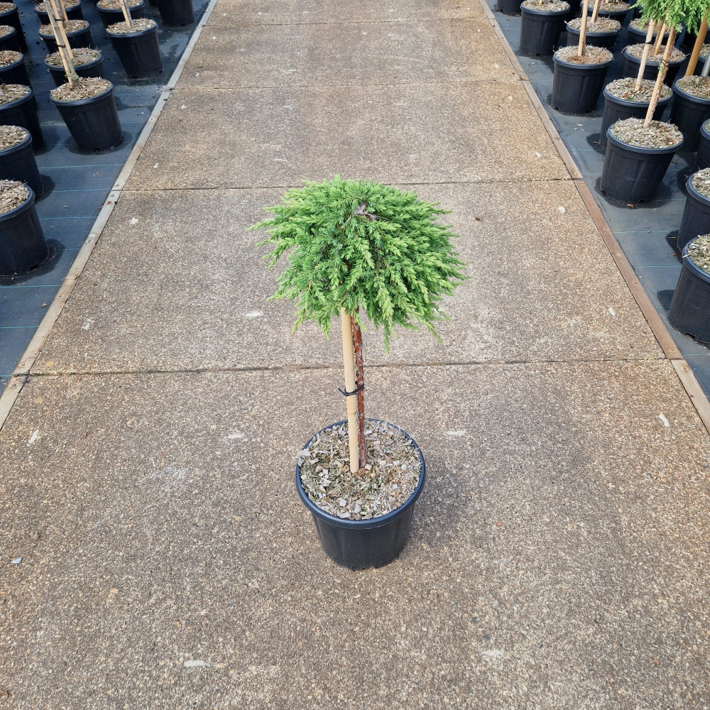 Juniperus comm. 'Green Mantle' pe picior (Precomanda)