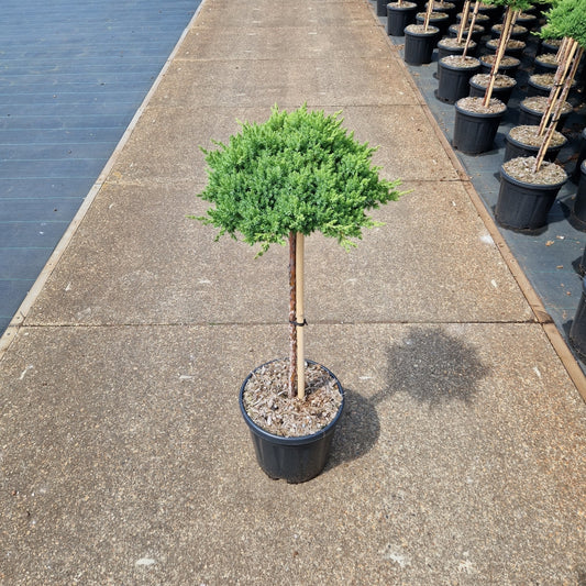 Juniperus procumbens 'Nana' pe picior (Precomanda)