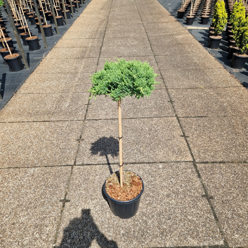 Juniperus procumbens 'Nana' pe picior (Precomanda)