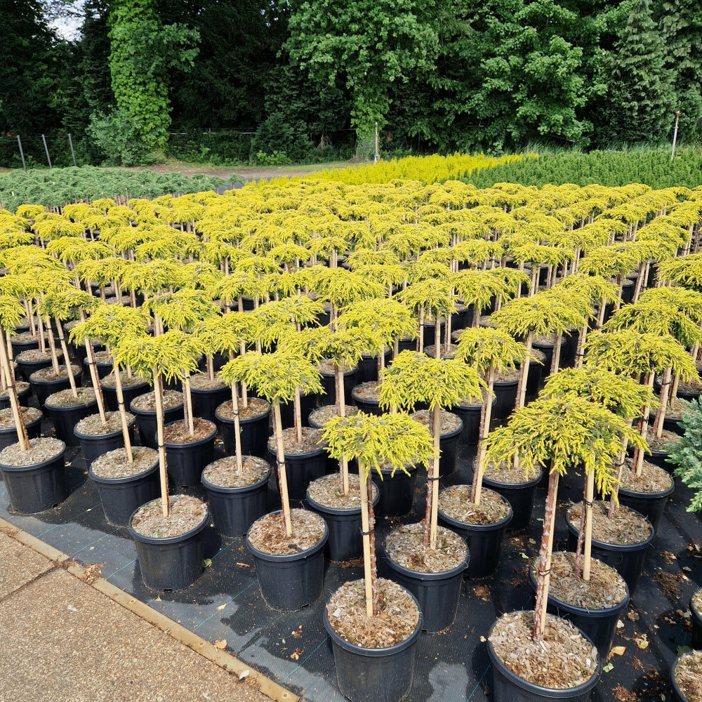 Juniperus comm. 'Goldschatz' pe picior (Precomanda)