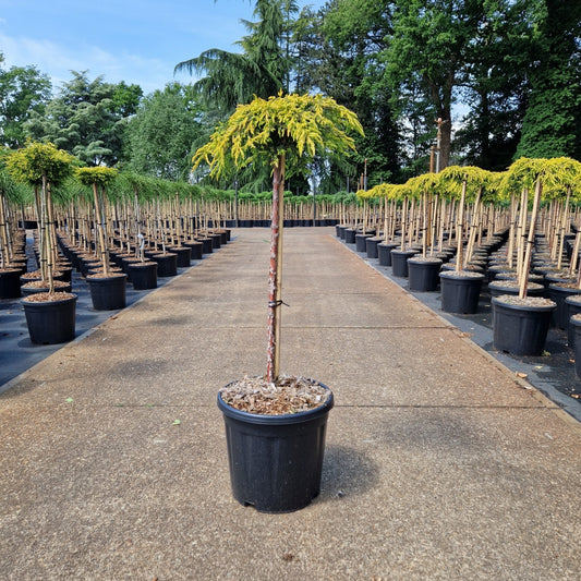 Juniperus comm. 'Goldschatz' pe picior (Precomanda)