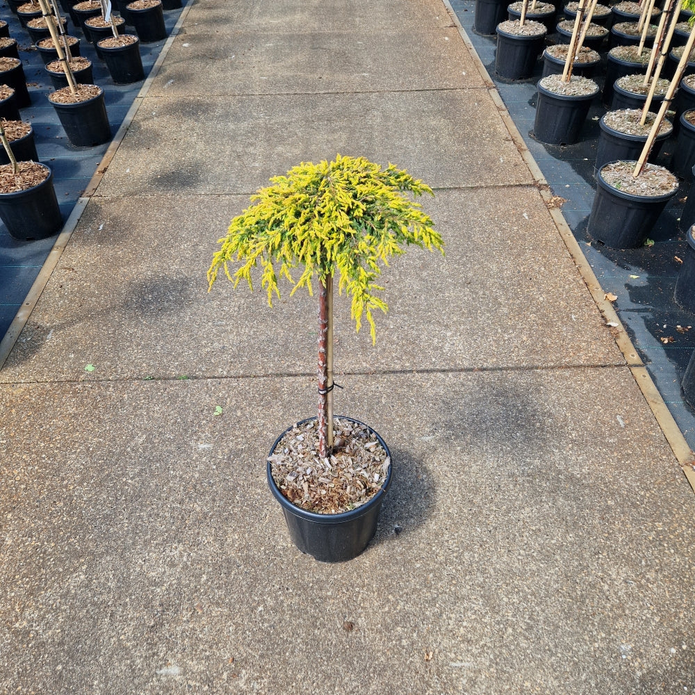 Juniperus comm. 'Goldschatz' pe picior (Precomanda)