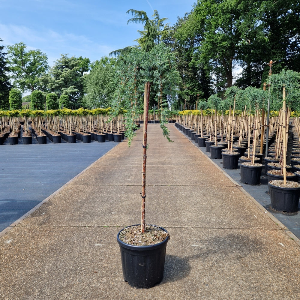 Juniperus comm. 'Siberica' pe picior (Precomanda)