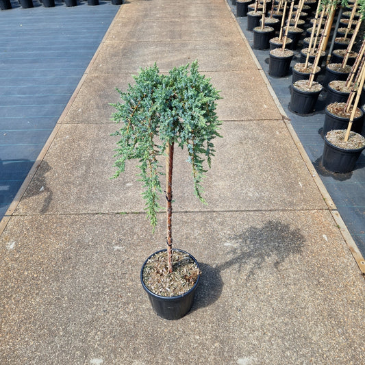 Juniperus comm. 'Siberica' pe picior (Precomanda)