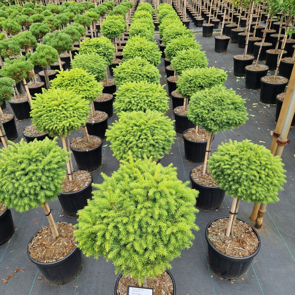 Picea abies 'Little Gem' pe picior (Precomanda)